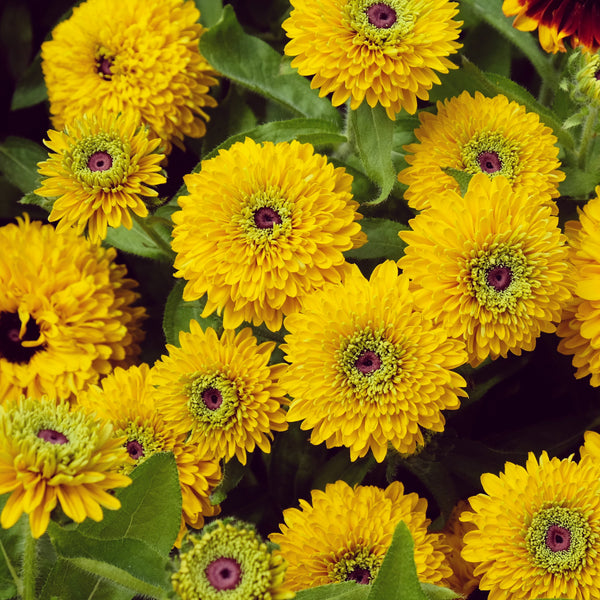 Rudbeckie 'Maya Double'