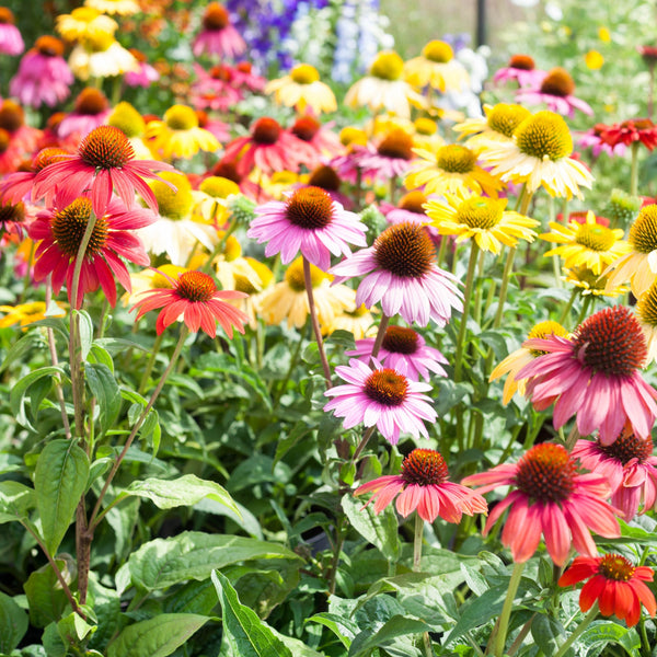 Rudbeckie ' Paradiso All Colour Blend'