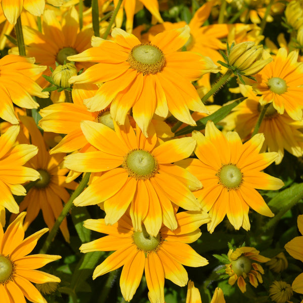 Rudbeckia 'Prairie Sun'