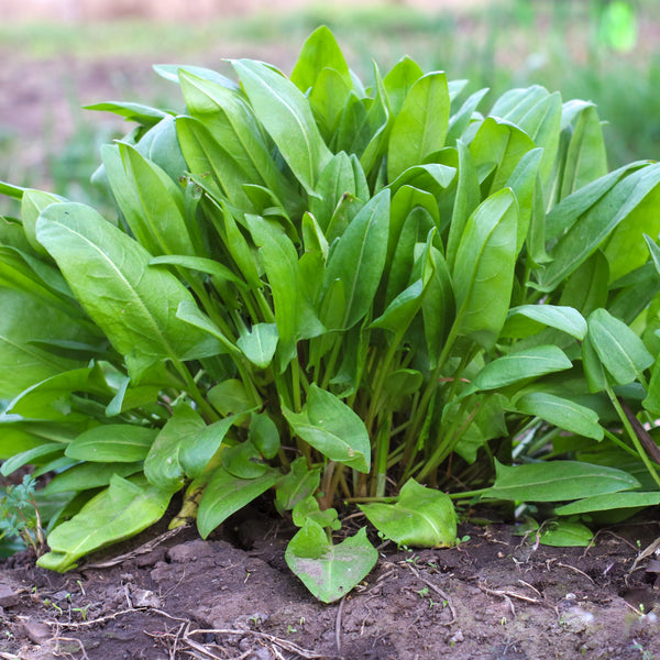 French Sorrel