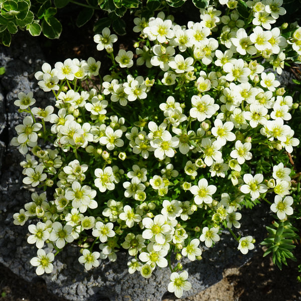 Mountain Sandwort