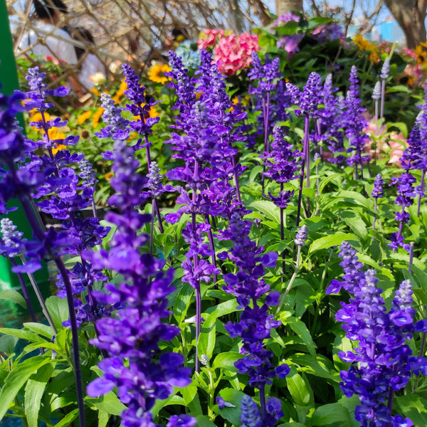 Salvia Fairy Queen