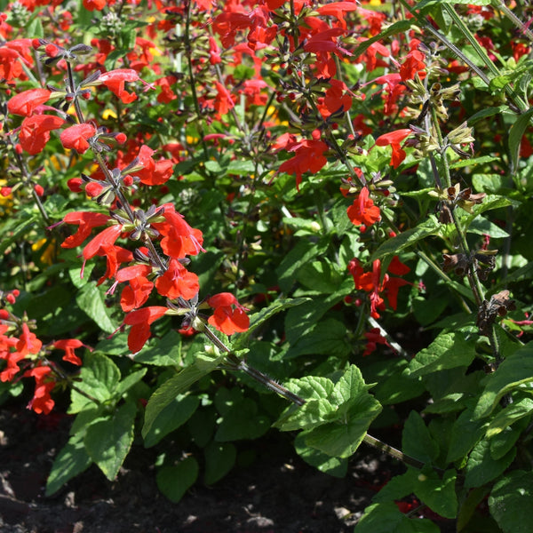 Salvia Summer Jewel™ Red