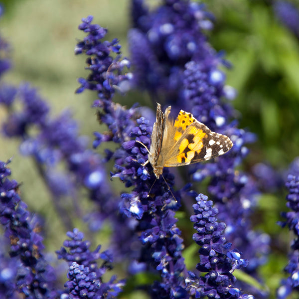 Salvia Victoria™ Blue