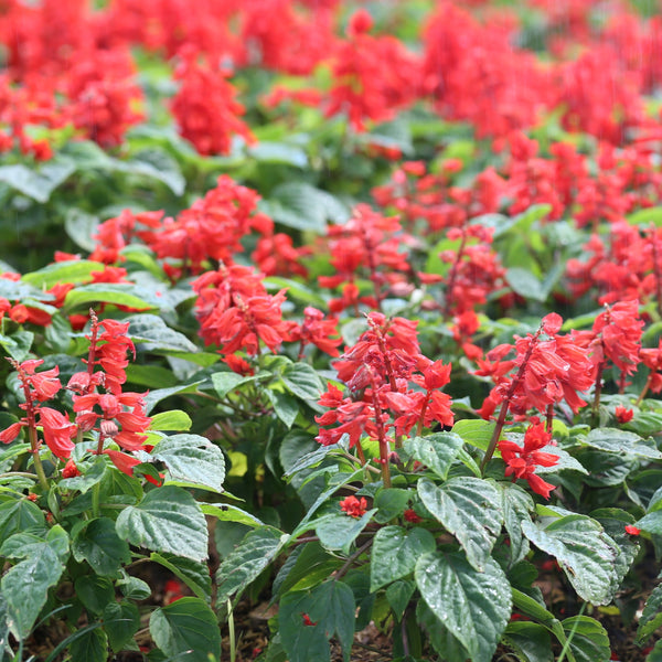 Salvia Vista™ Red