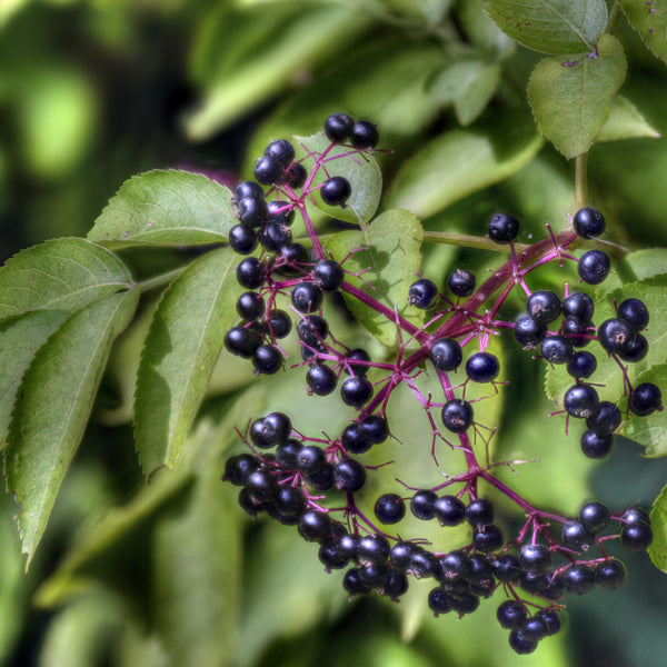 White elderberry