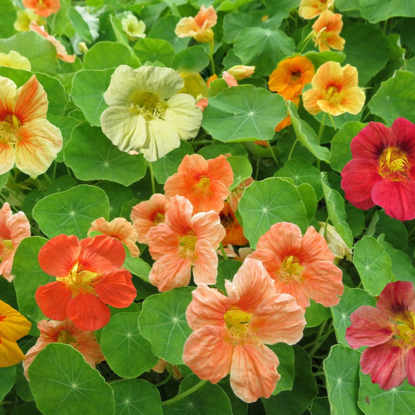 Nasturtium mix