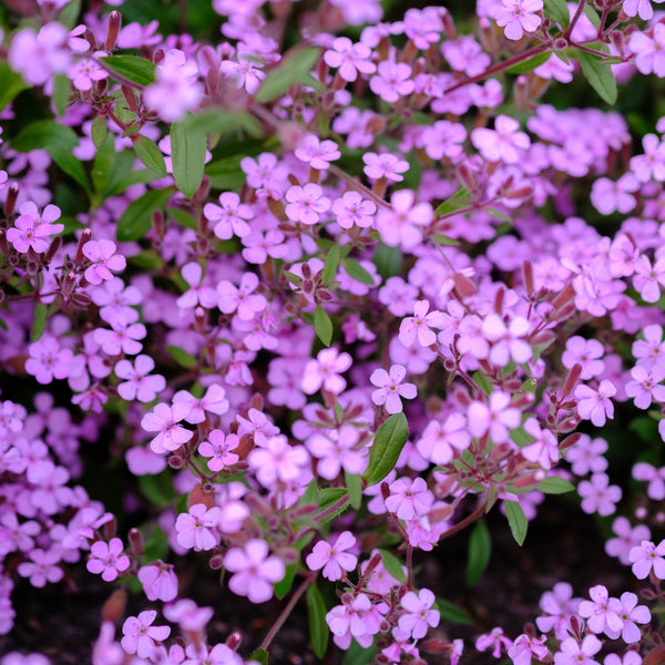 Soapwort 'Saponaria'