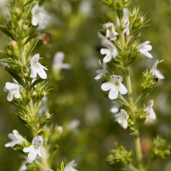 Winter savory