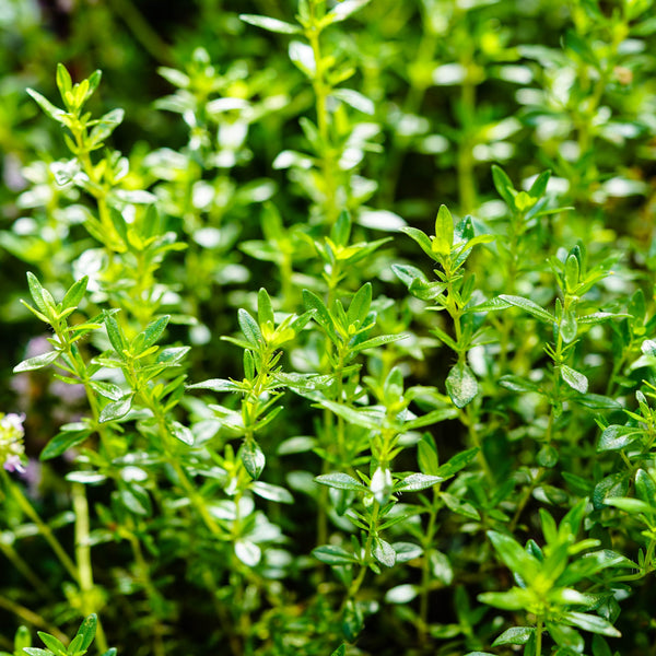 Summer savory