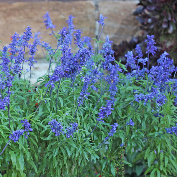 Sage 'Blue Bedder'