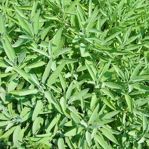 Organic common sage