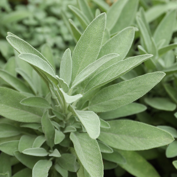 Bigleaf Sage