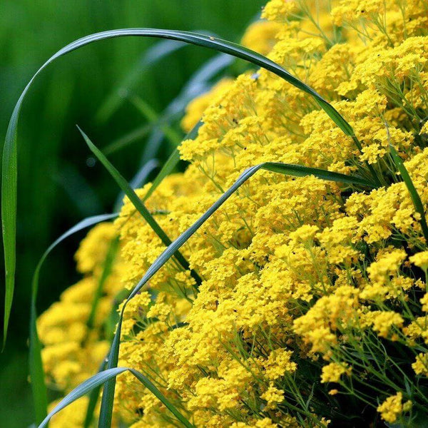 Alyssum 'Saxatile'