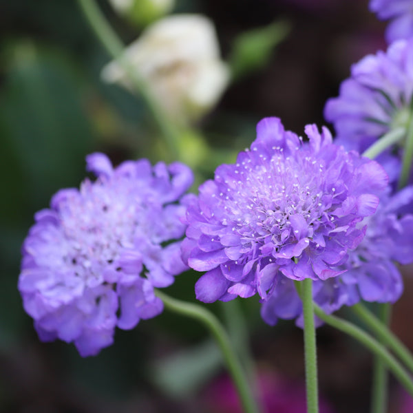 Scabiosa 'Imperial Giants' 