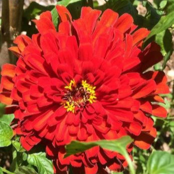 Zinnia 'Scarlet Flame' organic