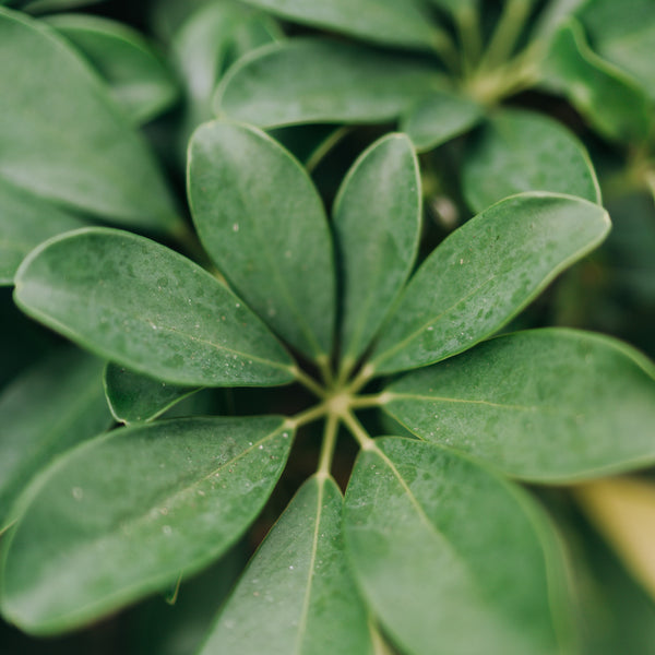 Schefflera arboricola