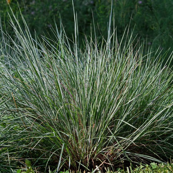 Little Bluestem