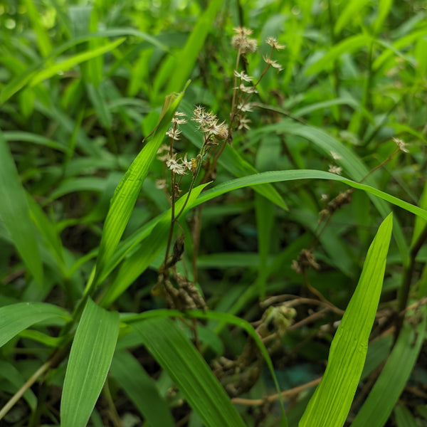 Scirpus atrovirens