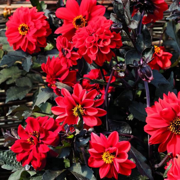 Dahlia 'Black Forest™ Ruby'