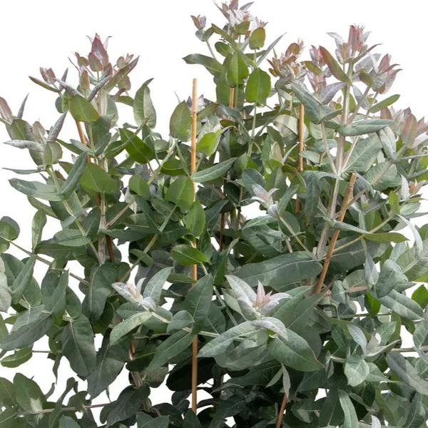 Eucalyptus 'Styx'