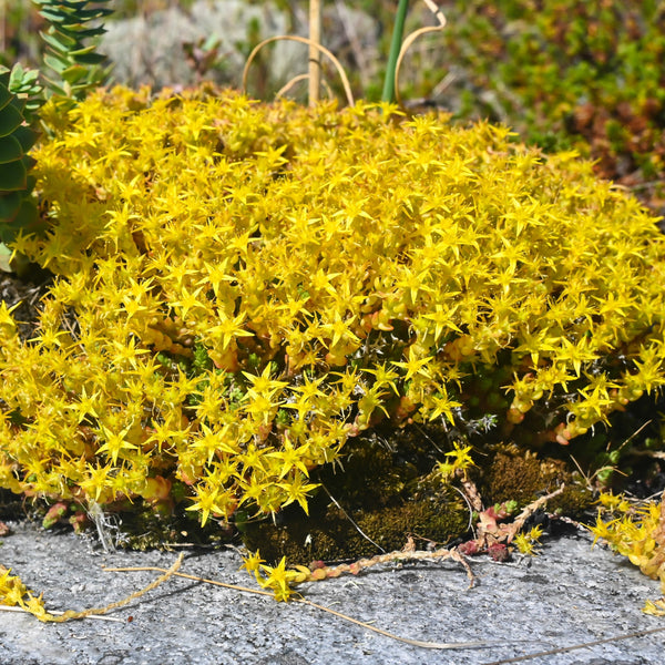 Sedum Acre Yellow