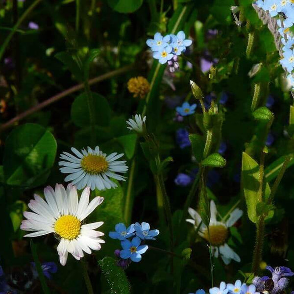 Mélange de fleurs sauvages semi-ombragées