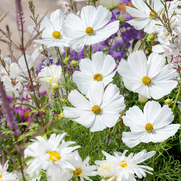 Cosmos 'Sensation' blanc