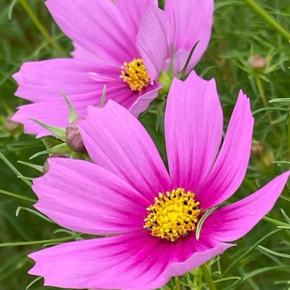 Gaia | Cosmos 'Sensation Pink' organic - Organic Seeds – Pépinière.ca