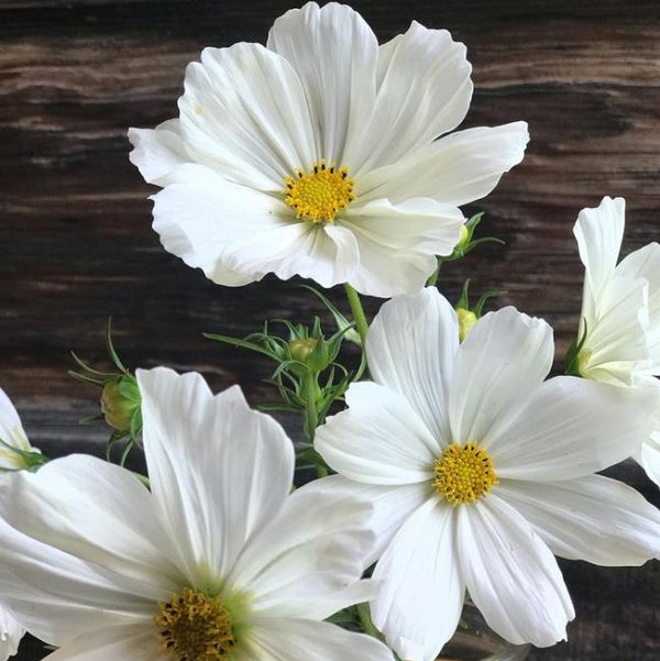 Cosmos 'Sensation White' organic