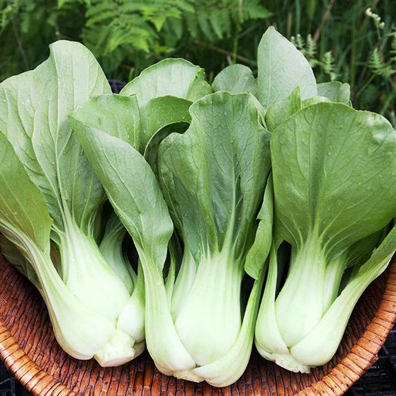 Organic Chinese cabbage 'Shanghai Green'