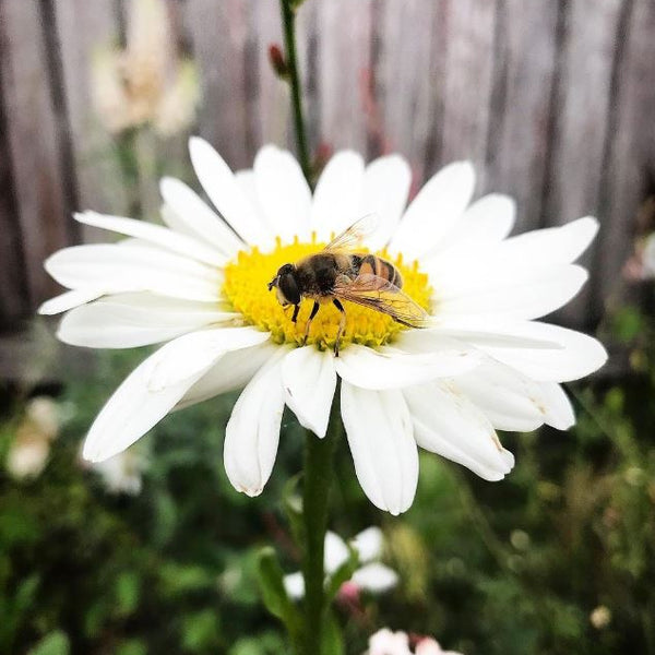 Chrysanthemums Shasta Daisies Mix organic