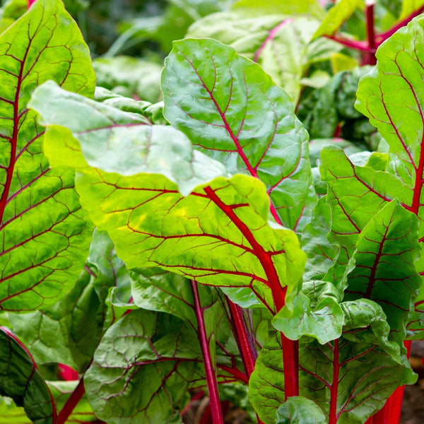 Swiss chard 'Bali Red'