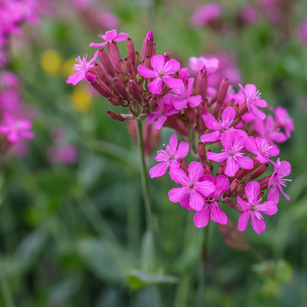 Silène 'Wildflower Catchfly' (Silene Armeria)