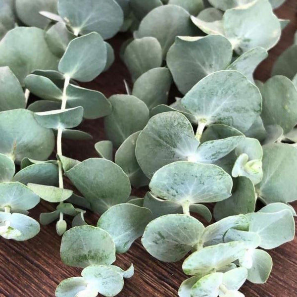 Eucalyptus 'Silver Dollar' Organic 