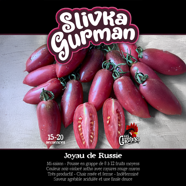 Tomate 'Slivka Gurman'