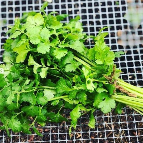 Coriander 'SlowBolt' Organic 