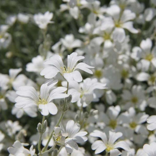 Cerastium 'Snow in Summer'