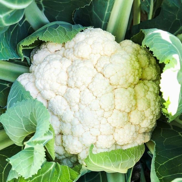 Cauliflower 'Snow Crown' organic