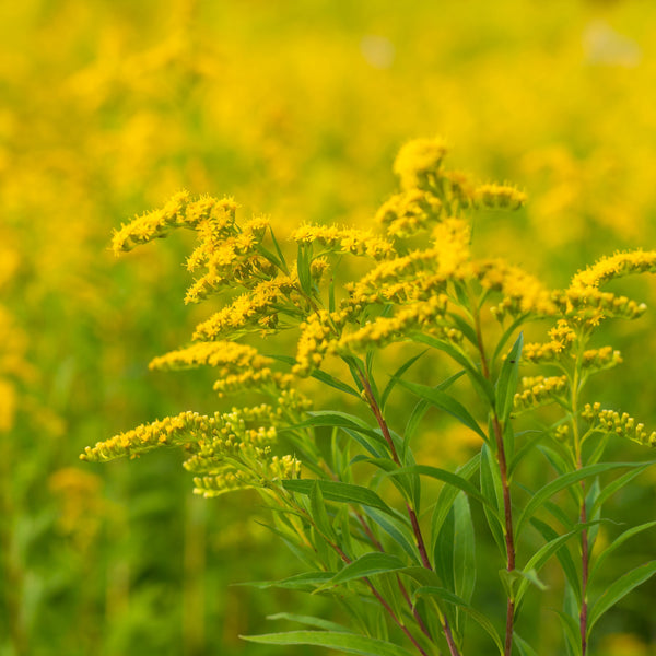 Yellow bouquets