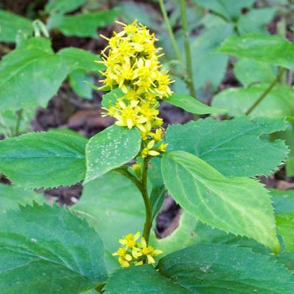 Zigzag Goldenrod