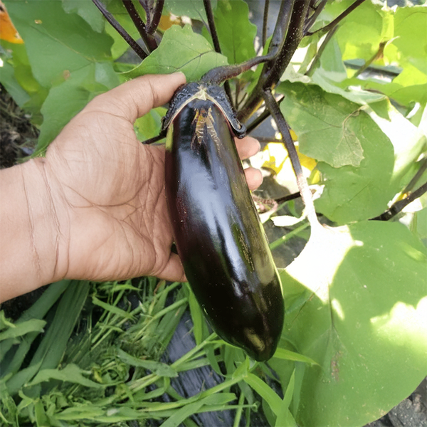 Long eggplant 'Sons and Daughters' organic