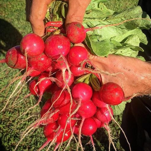 Radish 'Sora' organic