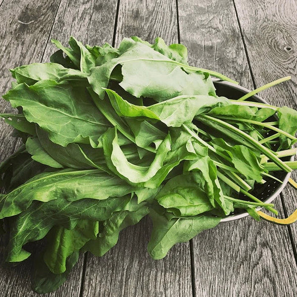 Sorrel Organic 