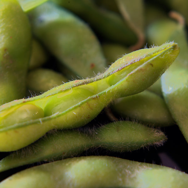 Soya 'Edamame'