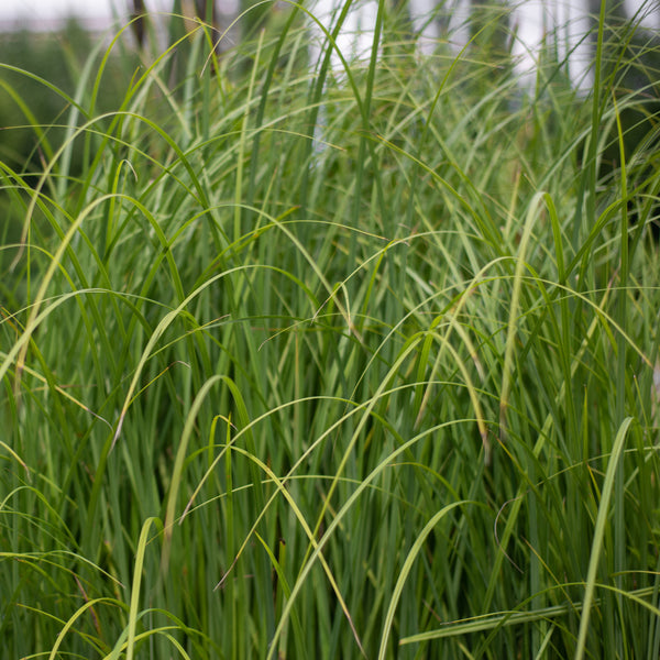 Spartina pectinata