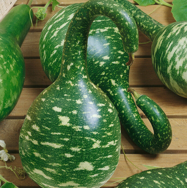  Ornamental Gourds 'Speckled Swan'