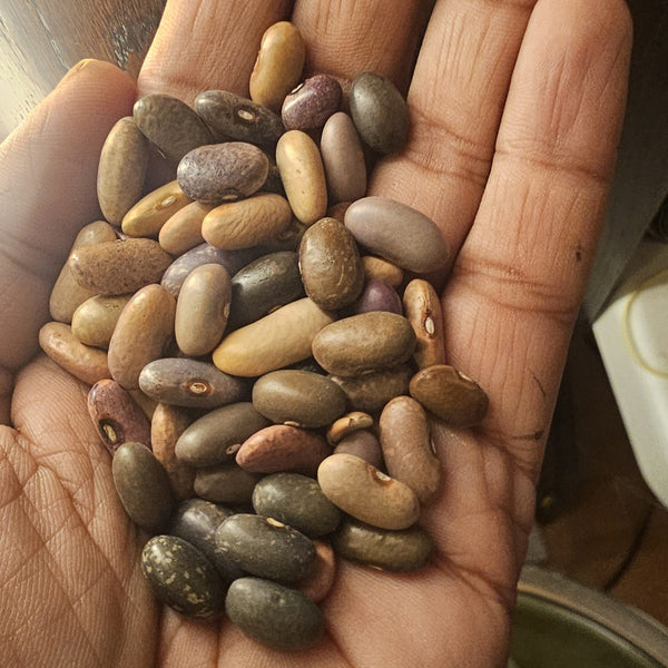 Organic 'Gaia's Speckled Malawi Mix' bean