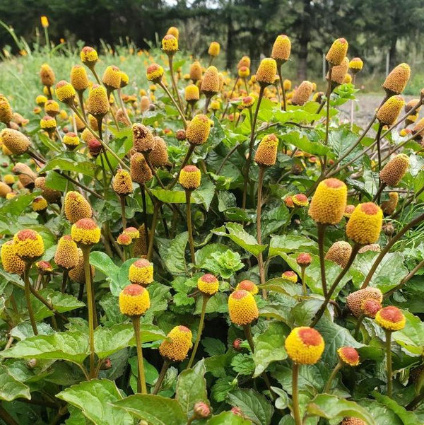 Organic Spilanthes