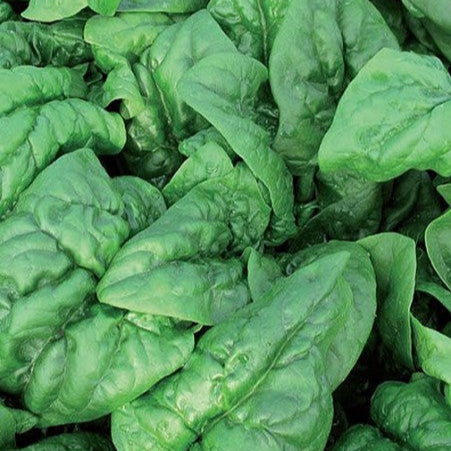 Spinach 'Winter Giant'